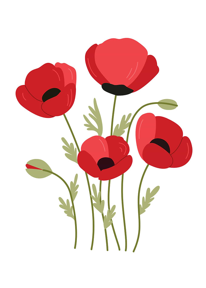 Red Poppy Flower Illustration