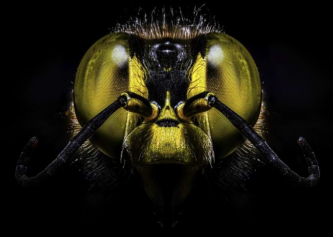 Macro Bee Face