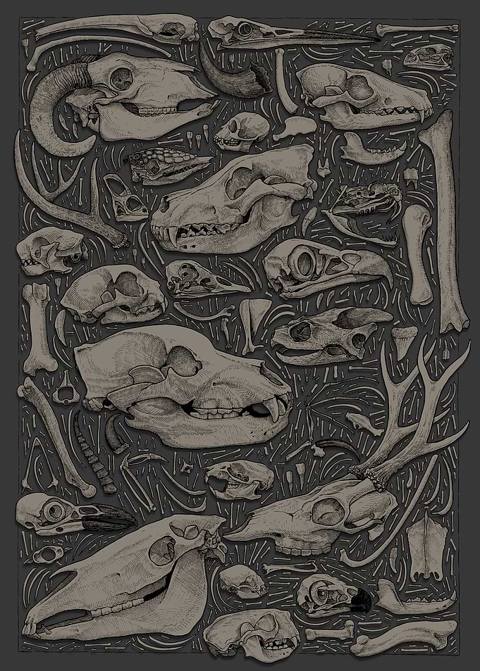 Animal Skulls and Bones Illustration ( coloured version)