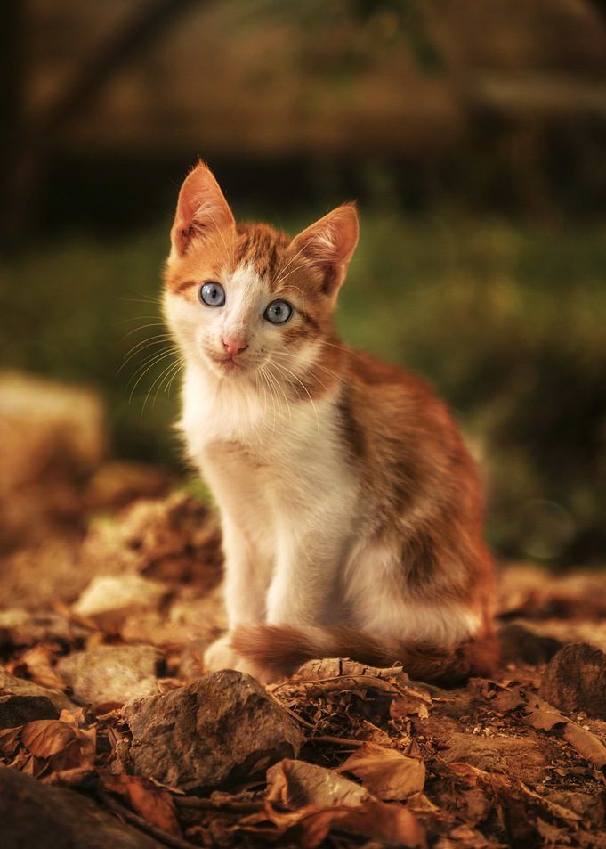 Ginger and White Kitten Portrait