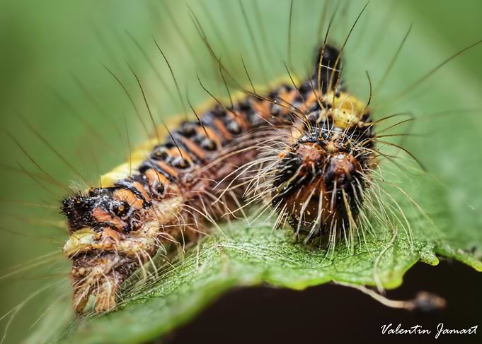 Grey Dagger moth (Acronicta psi) Caterpillar on Green Leaf