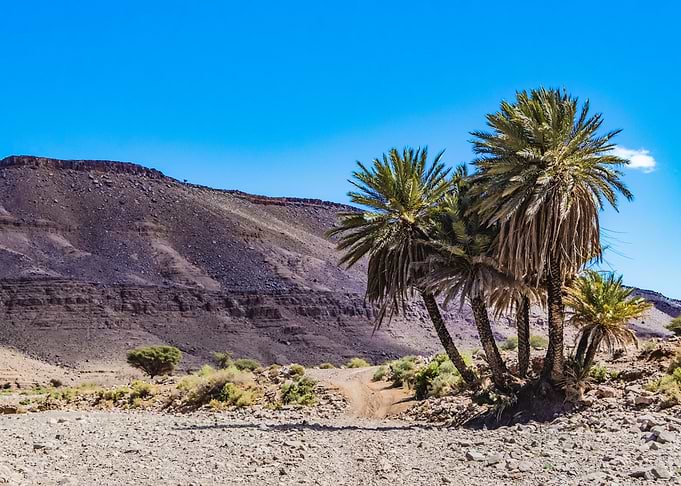 Desert Oasis with Palm Trees