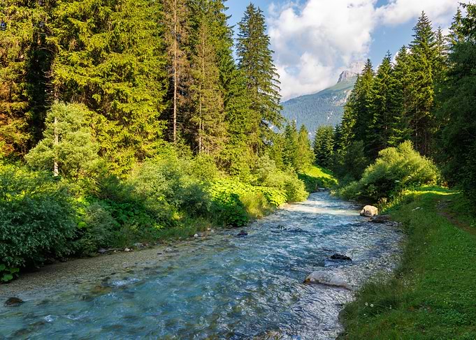 Avisio River Through Forest Landscape