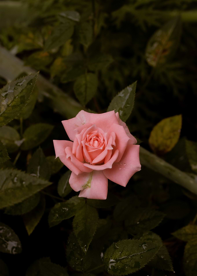 Pink Rose with Water Droplets