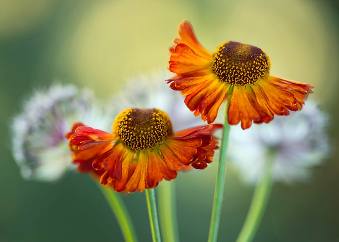 Orange Helenium Flowers with Dandelions