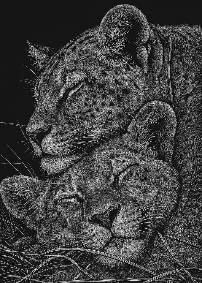 Resting Leopards Black and White Art