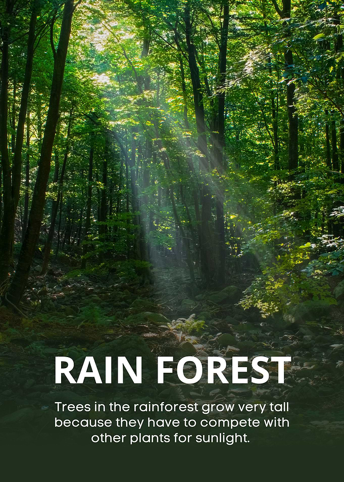 Lush Rainforest with Sun Rays