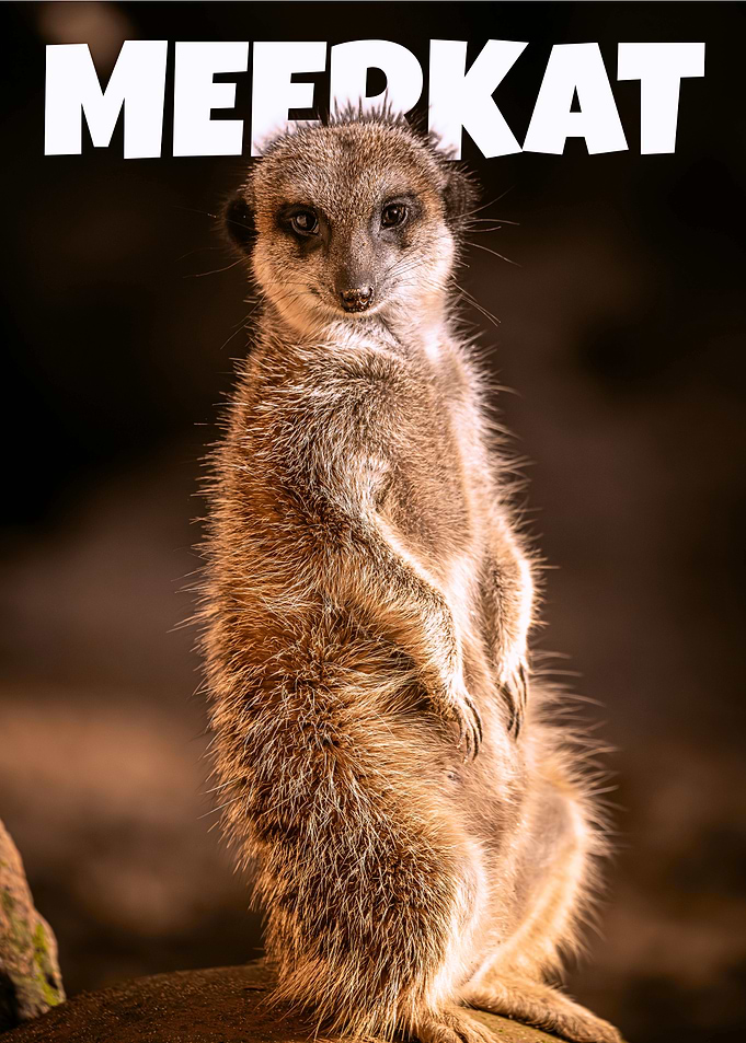 Meerkat portrait