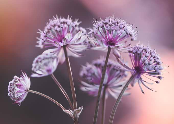 Astrantia Flowers in Soft Light