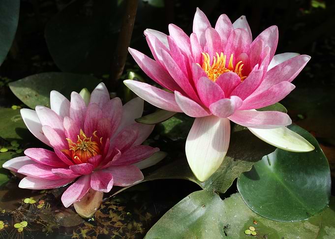 Pink water lilies in bloom