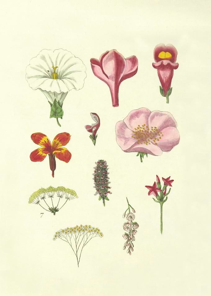 Botanical Illustration of Various Flower Species