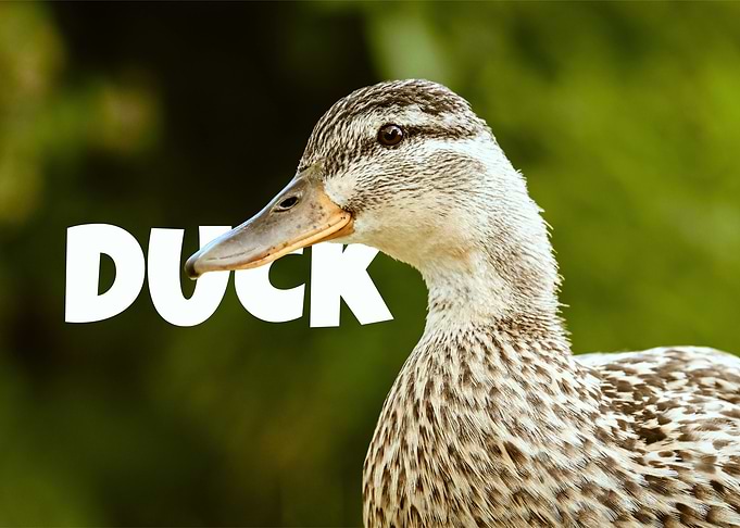 Duck Portrait
