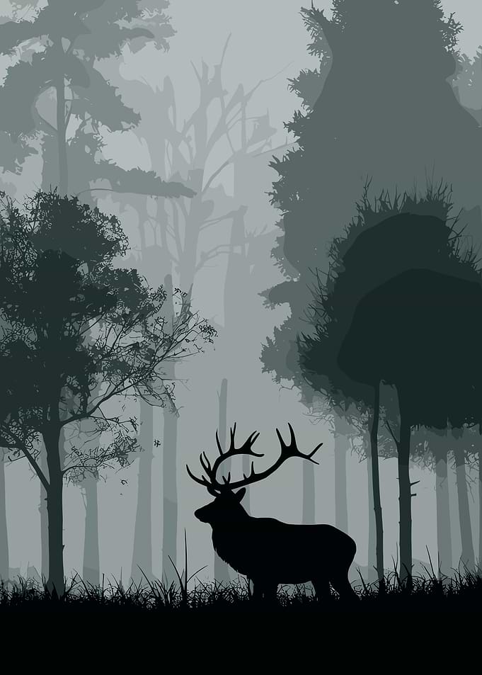 Misty Forest Watcher