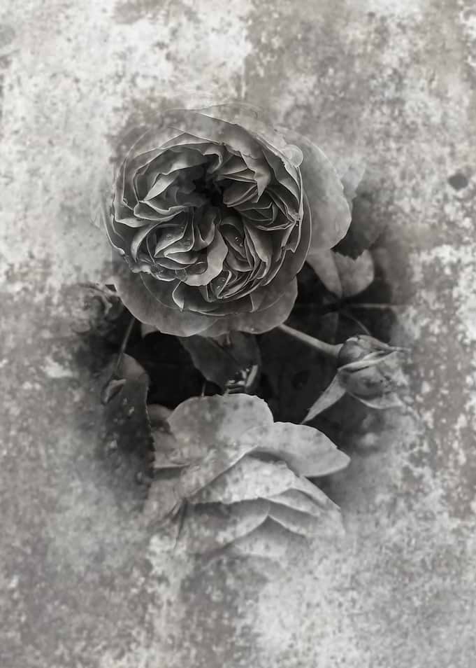 Monochrome Roses on Textured Background