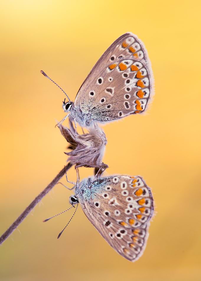 Two Butterflies on a Stem