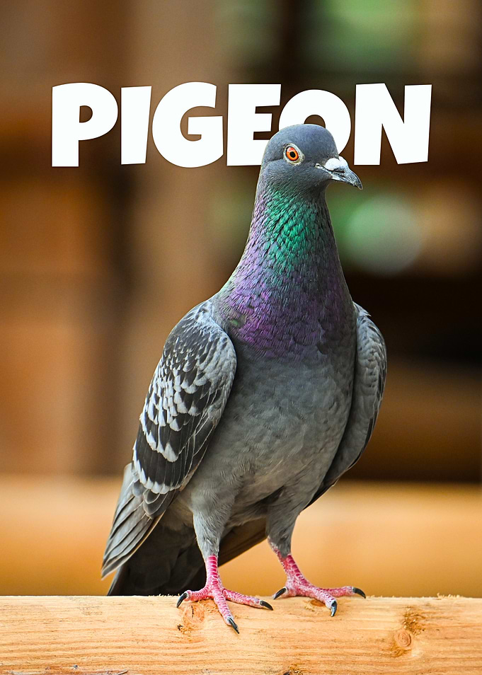 Pigeon Portrait