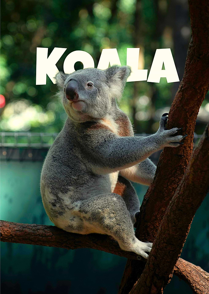 Koala portrait