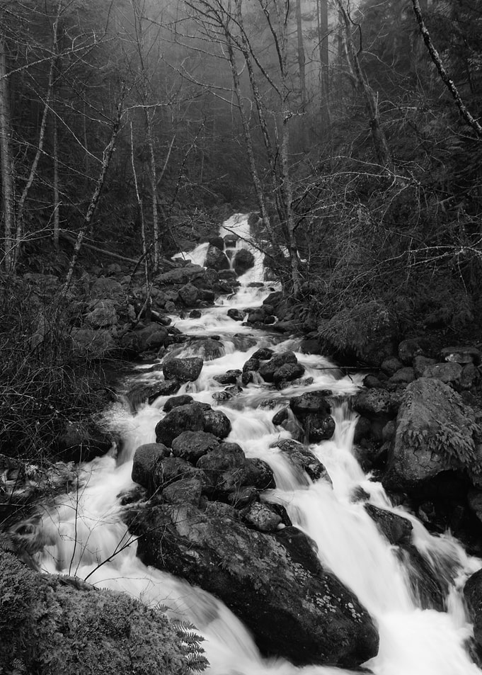 Monochrome Forest Stream