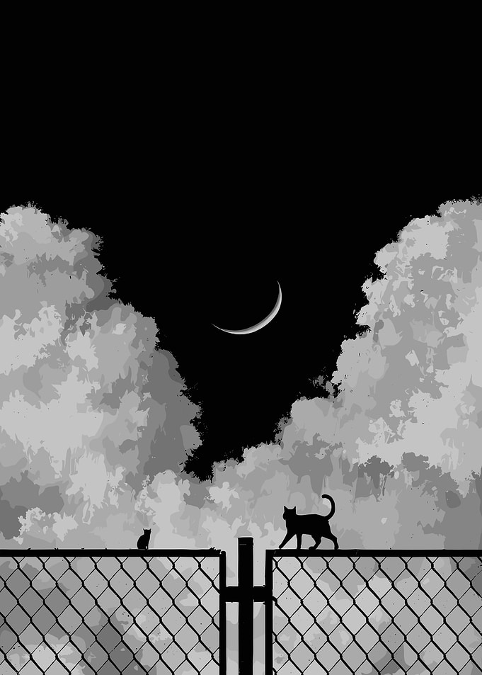 Cats on Fence Under Crescent Moon