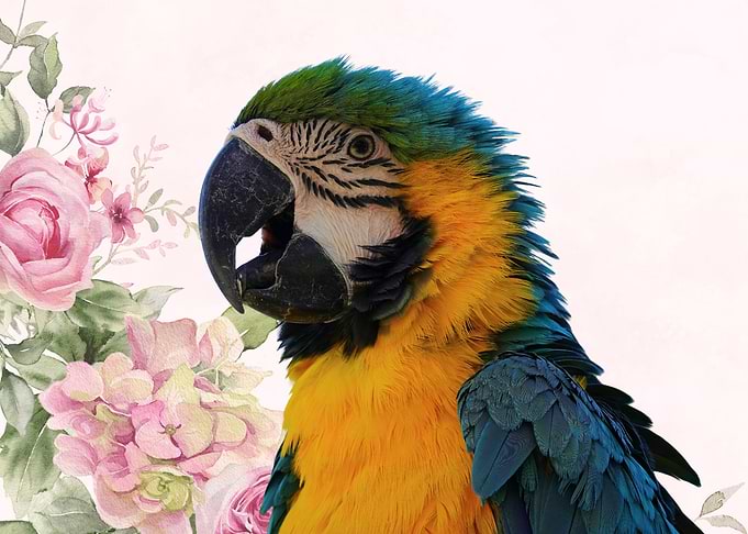 Blue and Gold Macaw with Flowers