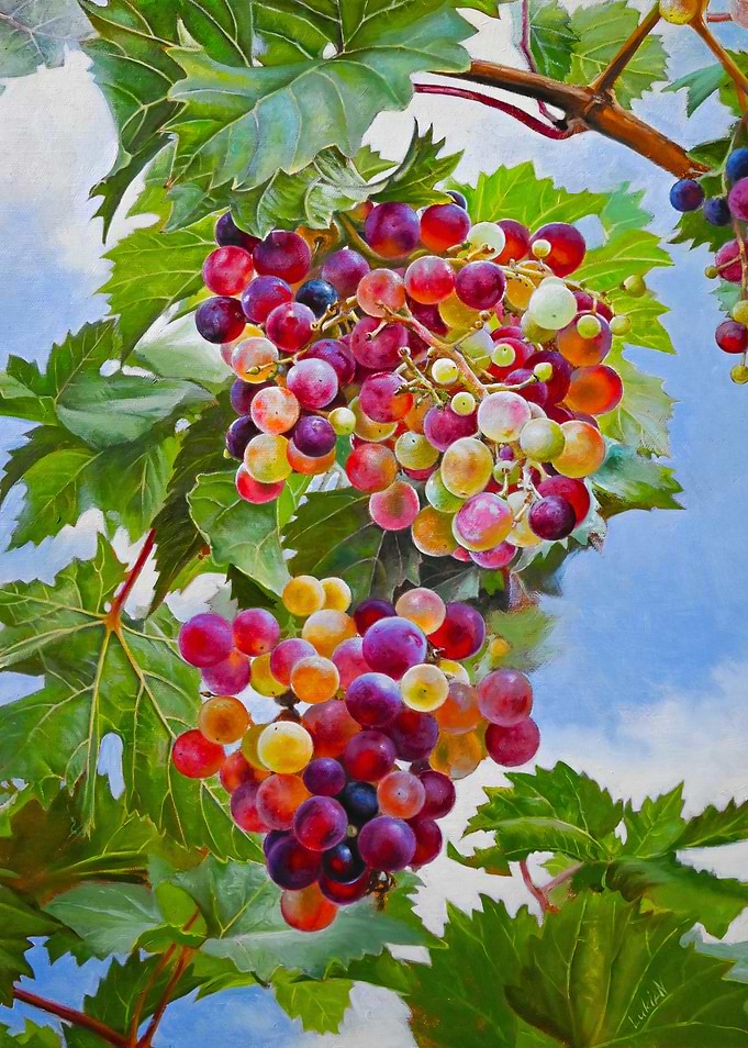 Painting of grapes on the vine
