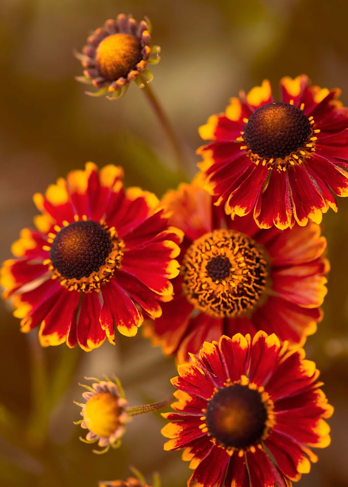 Red and Yellow Helenium Flowers