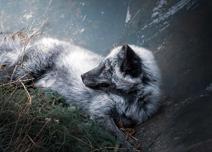 Resting Arctic Fox Portrait