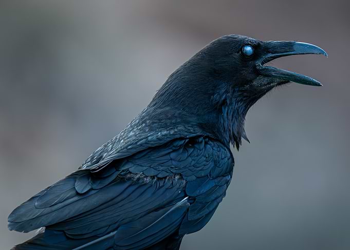 Cawing Raven