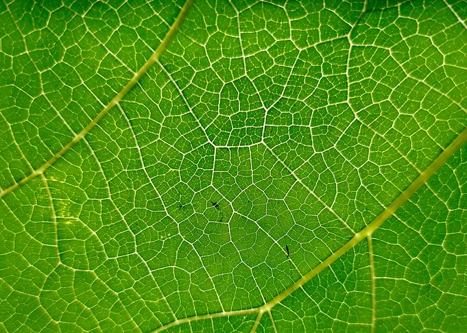 Green Leaf Vein Close-Up