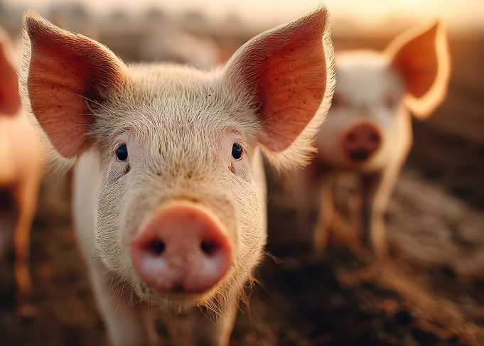 Curious Pigs in Golden Light