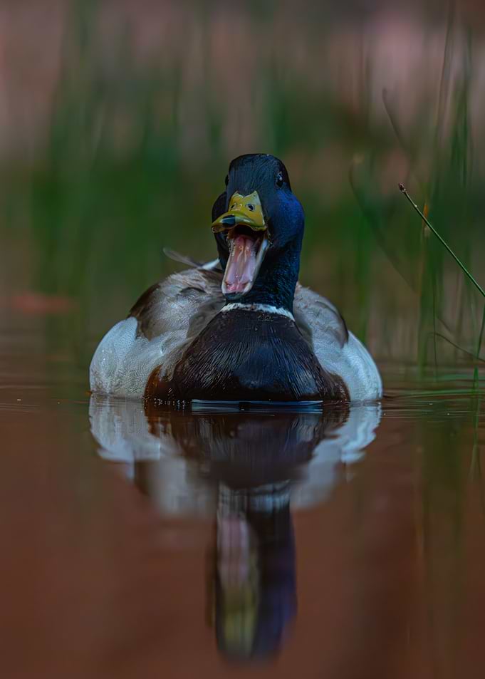 Ducks reflection