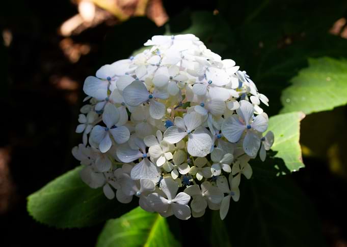 Blue Centers