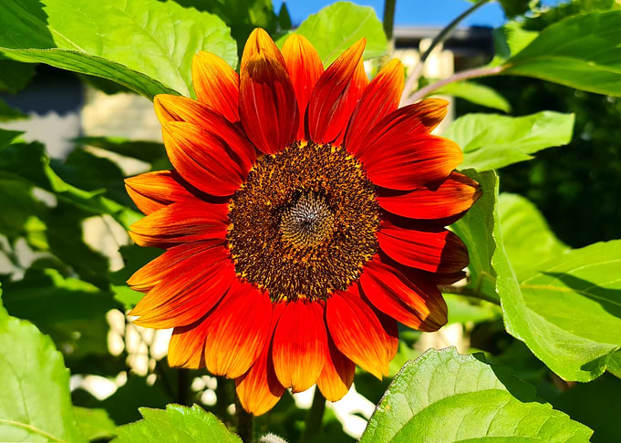 Painted Sunflower
