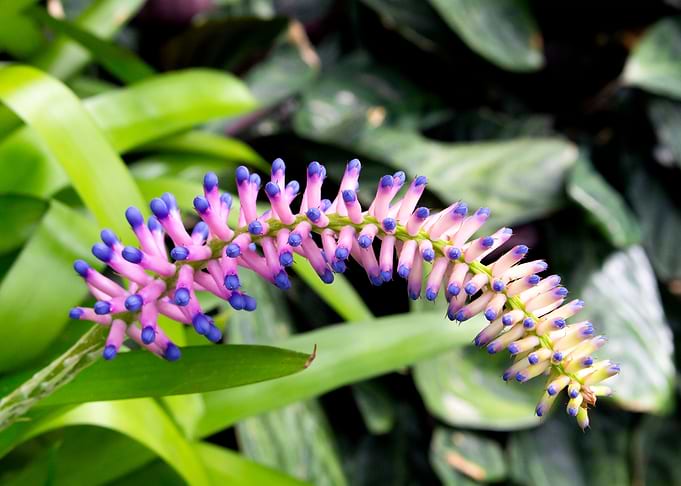 Arched Buds