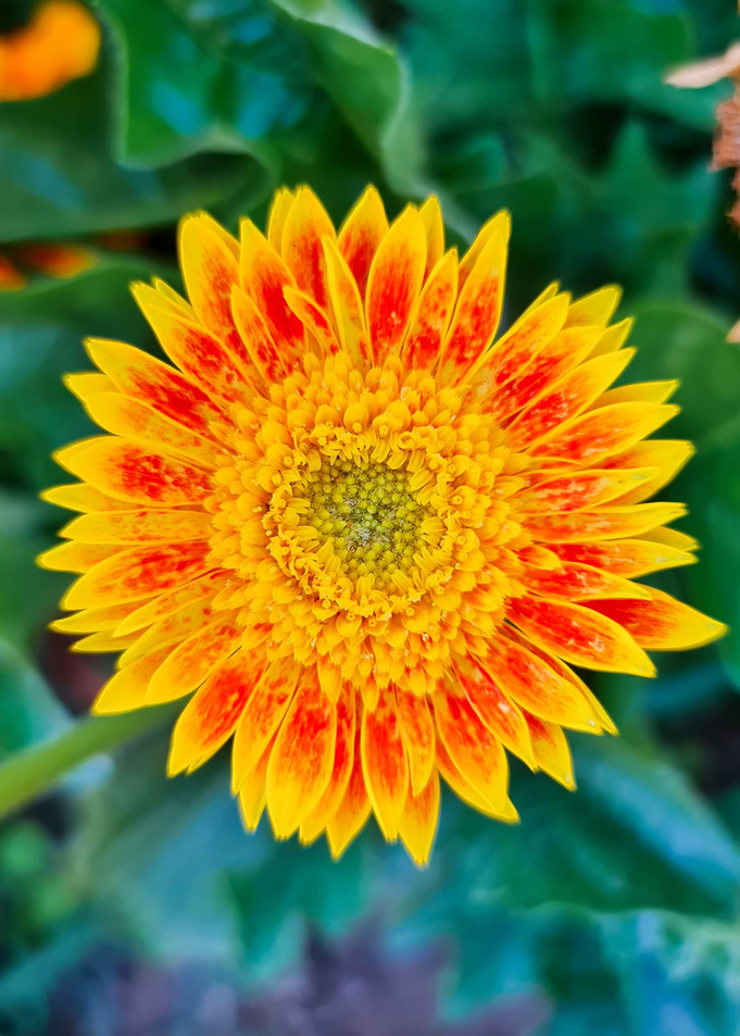Golden Glow