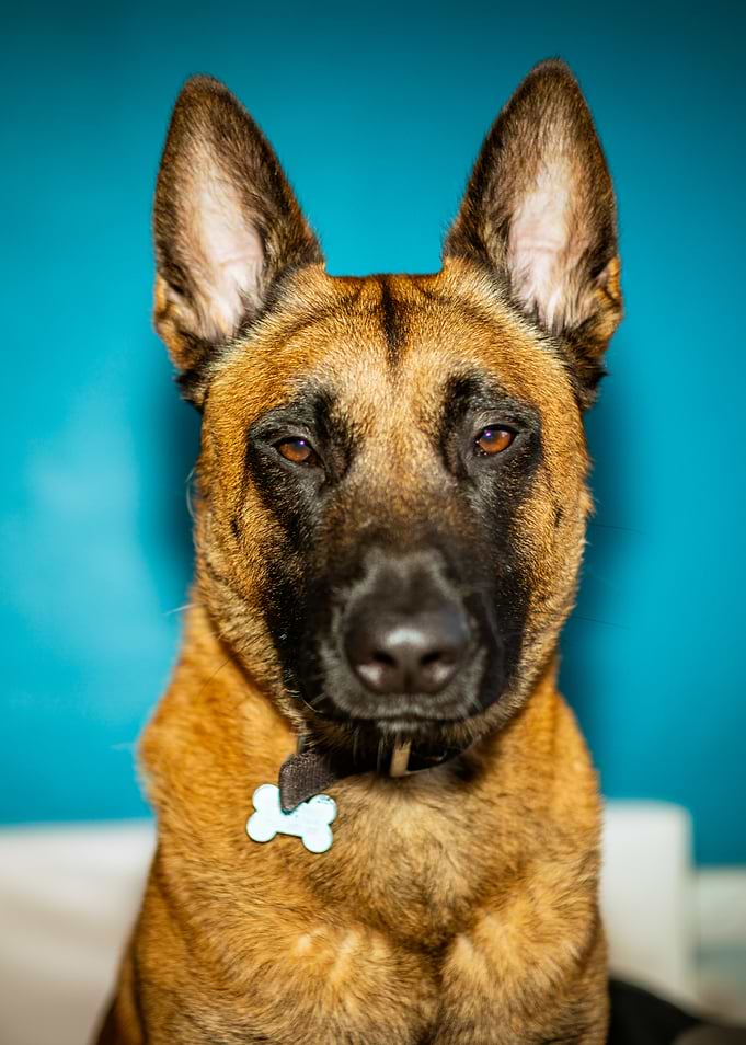 Dog Portrait with Blue Background