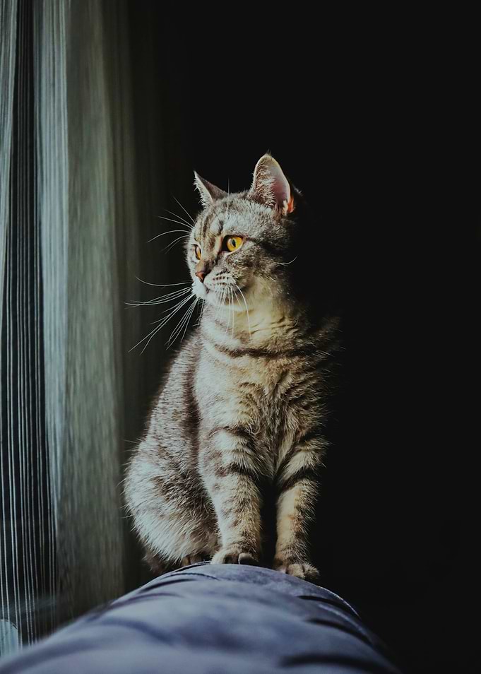 Striped Cat Portrait