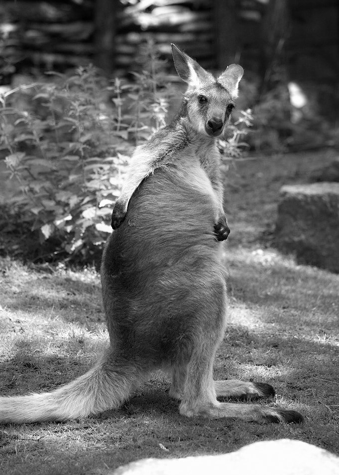 Black and White Kangaroo Portrait
