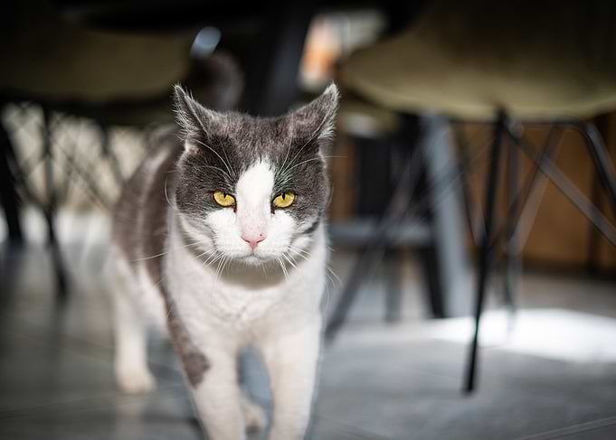Gray and White Cat Portrait