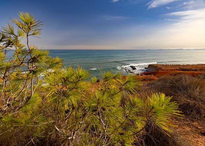Coastal Landscape with Pine Tree, Cabo Roig, Alicante