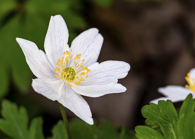 White Sylvie Anemone (Anemonoides nemorosa) Flower Close-Up