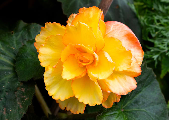 Can a Flower be a Peach
