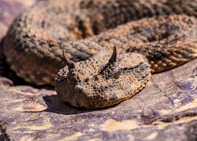 Horned Viper (Cerastes cerastes) on Rock