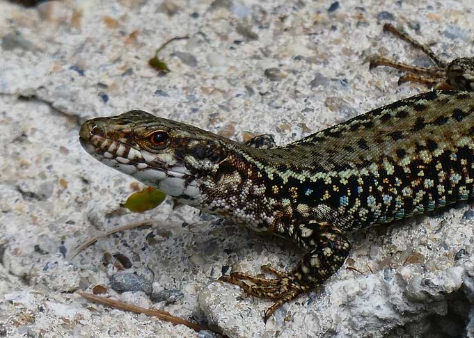 Wall Lizard (Podarcis muralis) on Rock