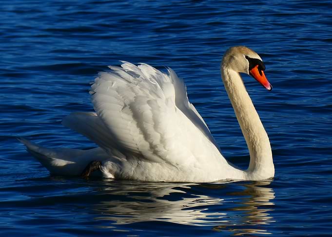 Tubercultate Swan (Cygnus olor) on Blue Water