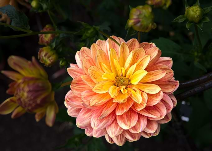 Peach and Yellow Dahlia 3715