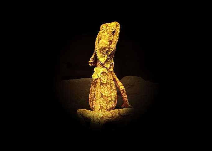 Golden Lizard on Dark Background
