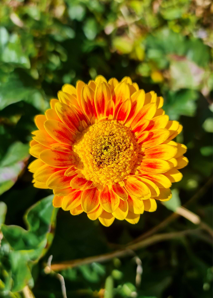 Golden Yellow