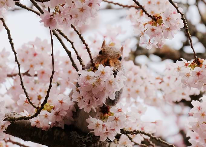 Squirrel in Cherry Blossoms