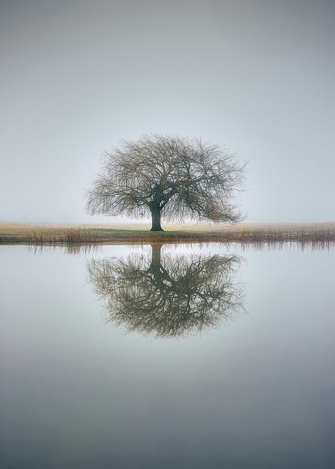 Tree Reflection in Water on Foggy Day